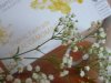 Organic Fair Trade Hampstead Tea - Royal Camomile