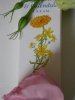 Helios Homeopathy Hypericum & Calendula Cream
