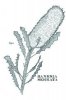 Wickle 'Banksia Serrata' Botanical Card - Any Occasion Card