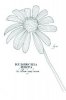 Wickle 'Rudbeckia Hirta' Botanical Card - Any Occasion Card