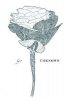 Wickle Botanical Card - Any Occasion Card