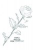 Wickle 'Rosa Perle Des Jardins' Botanical Card - Any Occasion Card