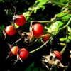 Raw Gaia Cold Pressed Organic Rosehip Oil (Rosa Mosqueta)