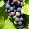 Raw Gaia Cold Pressed Organic Grapeseed Oil