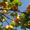 Raw Gaia Cold Pressed Organic Apricot Oil (2 x 100ml)