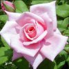 Raw Gaia Organic Rose Otto Floral Water (2 x 100ml)
